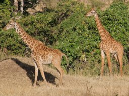 Bologonja_Seronera2009-62